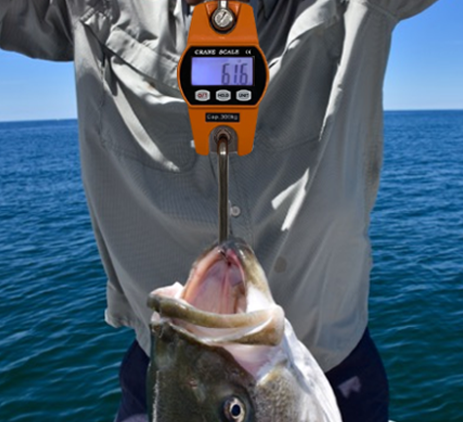 application scenario of fish scales